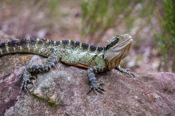Australian water dragon in Brisbane, Australia