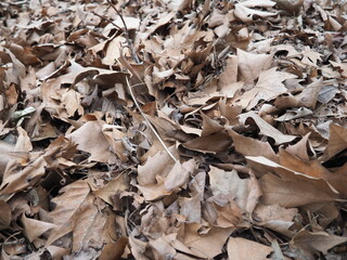 hojarasca ampliada de otoño