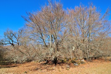 Sous-bois en hiver au Col de Vence, Alpes Maritimes, France