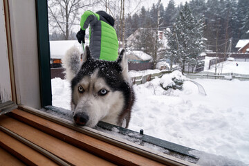 Husky dog look at the camera. Snowfall. Boy with husky dog removes snow from the roof in Snowy weather © Konstantin