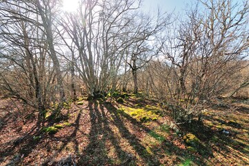 Sous-bois au Col de Vence, Alpes Maritimes, France