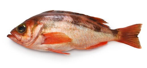goldeye rockfish isolated on white background