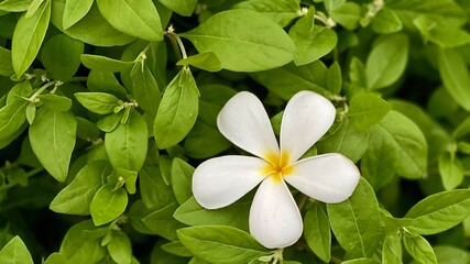 Obraz premium frangipani plumeria flower