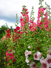 Die Blüten der prachtvollen Stockrose in meinen Garten

