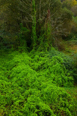 Zona salmonera, Río Bedón, Asturias