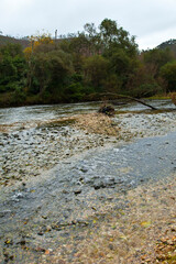 Zona salmonera, Río Bedón, Asturias