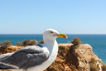 Portrait of a seagull, Praia da Rocha, Algarve, Portugal	