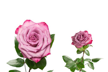 Pink rose isolated on white background.