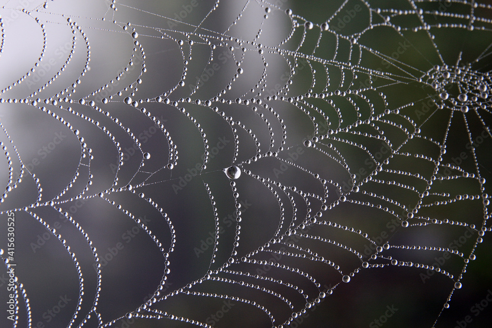 Wall mural spiderweb on natural rain background close-up. spiderweb with drops of rain pattern in dark green li