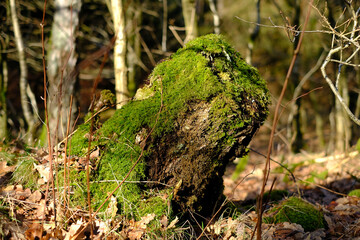 Baumstumpf ist mit Moos überwachsen