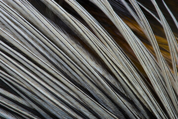 Texture, composition with different kinds of rooster feathers close-up. For tying fishing flies.