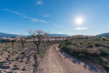 Dirt road between flowering almond trees in the mountains in southern Spain