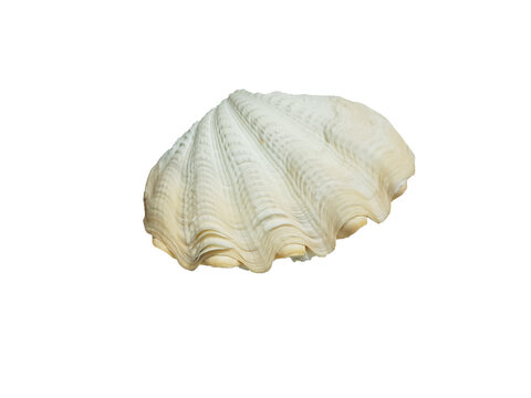 Giant clam has two shell covers attached to the bottom. The top edge is wavy. On a white background