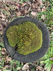green moss on a stone