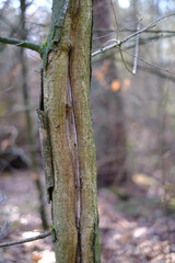 Beschädigung am jungen Baum - Fegespuren durch Rehbock