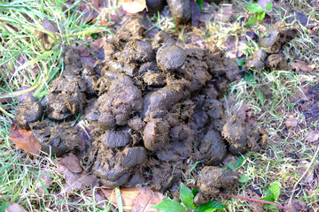 Frischer Pferdekot im Wald