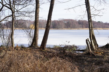 Sonnige winterliche Seelandschaft mit Blick zwischen Bäumen aus dem Wald auf Wasser und Eis...
