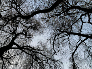 Willow branches silhouette against the sky at dusk