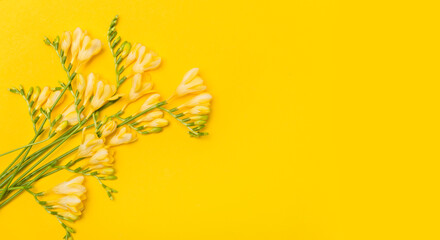 Brunch of yellow freesia flower on yellow background. Flat lay, top view