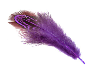 Purple decorative colorful pheasant bird feather isolated on the white background
