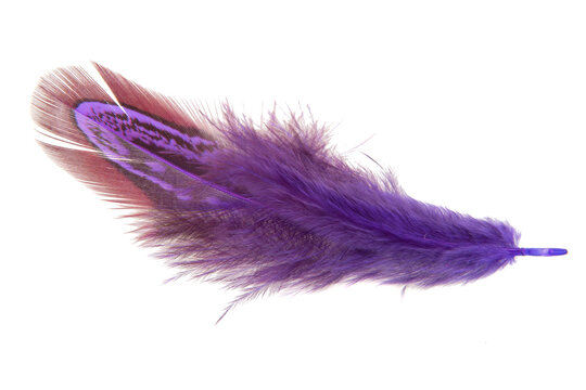 Purple decorative colorful pheasant bird feather isolated on the white background