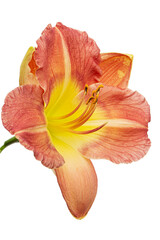 Fototapeta na wymiar Yellow-burgundy flower of daylily, lat.Hemerocallis, isolated on white background