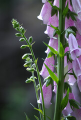 Foxglove (Digitalis  purpurea), Cowichan Valley, Vancouver Island, British Columbia, Canada © Kevin Oke Photograph