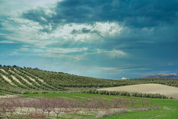 Fototapeta na wymiar Cultivated fields with olives, almond trees and cereal in Andalusia (Spain)