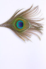 Beautiful exotic peacock feathers on white background