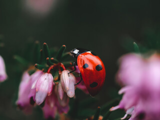 Close up on a red ladybug with black spots on heather - small pink flowers