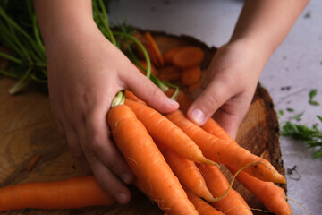 bunch of clean young carrots and girl hands