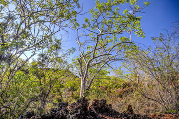 Pathways and scenery along the pathways of Tegus Cove in the Galapagos