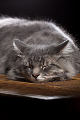 A beautiful purebred cat sleeps on a wooden table. Studio photo on a black background.