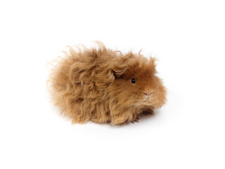 Long-haired guinea pig. Studio photo on a white background. Lunkarya breed.