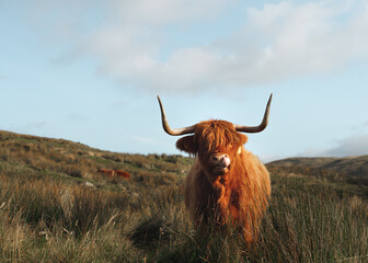 Vache Highland léchant les lèvres