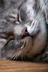 Portrait of a sleeping cat close up.