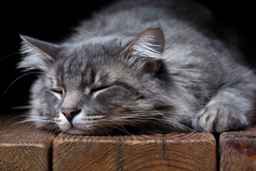 A beautiful purebred cat sleeps on a wooden table. Studio photo on a black background.