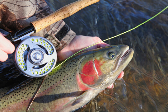 closeup fisherman holding colorful steelhead trout and fly rod