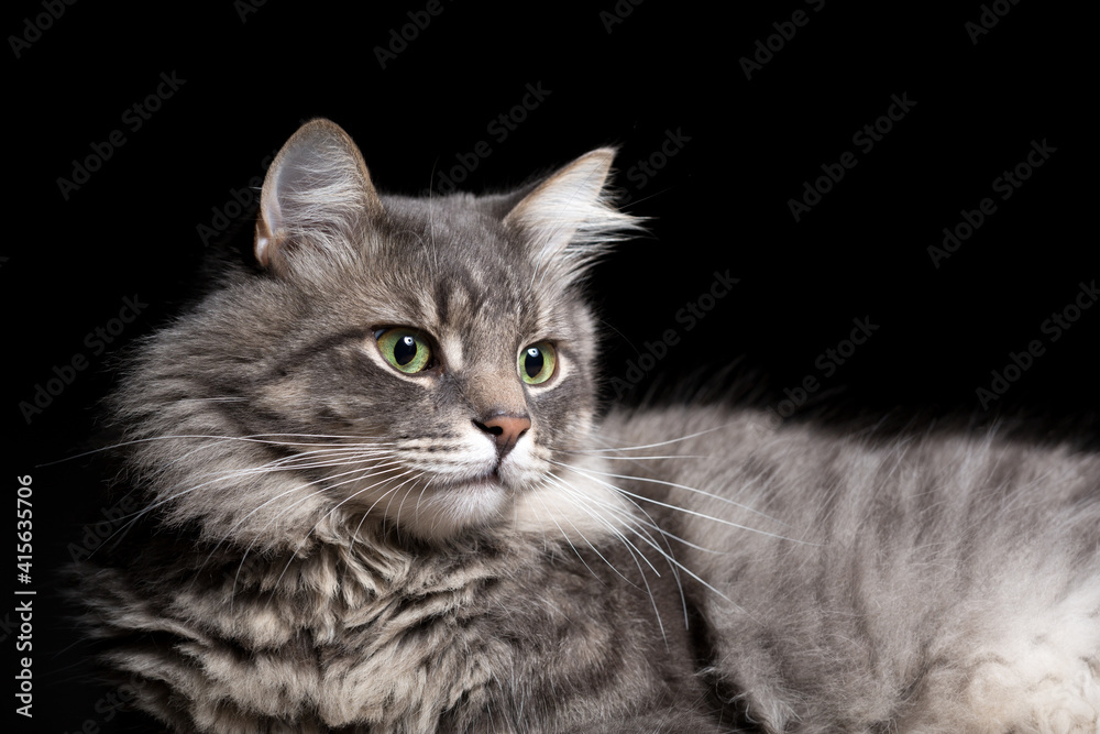 Wall mural portrait of a beautiful purebred cat on a black background.