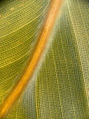 leaf background Bird of Paradise plant