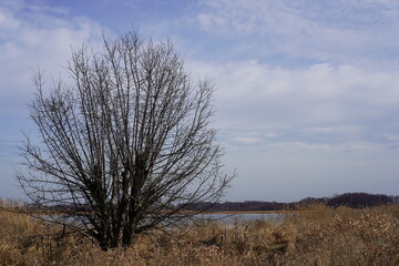 Sonnige, stimmungsvolle Naturlandschaft an einem See mit Baum, Schilf, Himmel, Wolken und Wald in Brandenburg (Strengsee)