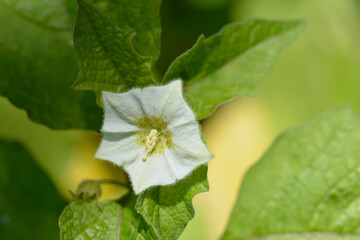 Bladder cherry