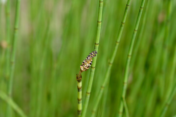 Water horsetail