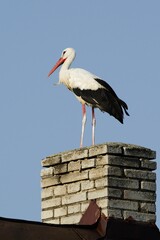 The stork is standing on the chimney. 