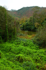 Zona salmonera, Río Bedón, Asturias