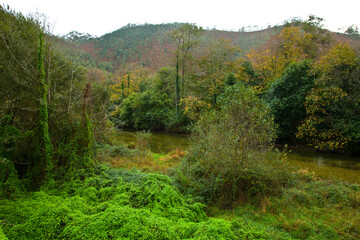 Fototapeta na wymiar Zona salmonera, Río Bedón, Asturias