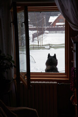 Silhouette husky dog in window. View from the window. Winter