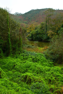 Zona salmonera, R&iacute;o Bed&oacute;n, Asturias