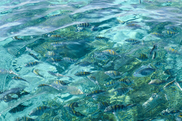 Fototapeta na wymiar Fish in the water