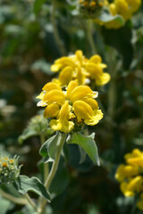 Jerusalem sage